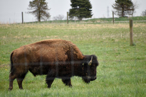 American bison of Darby creek