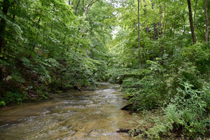 Creek in the forest