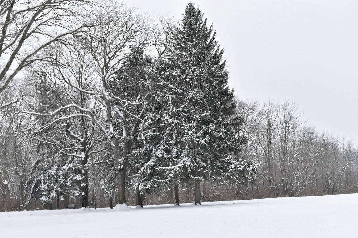 Snowy Pine Tree