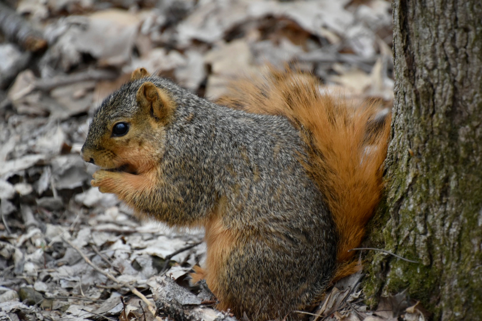 Friendly squirrel